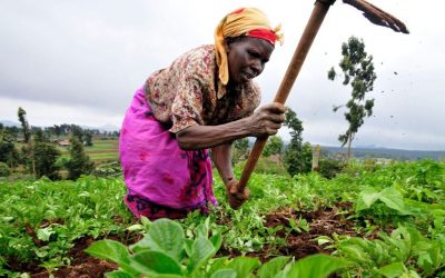 Over 70,000 Hectares in Mali Identified in New Database of Land Grabbing by Global Agribusiness